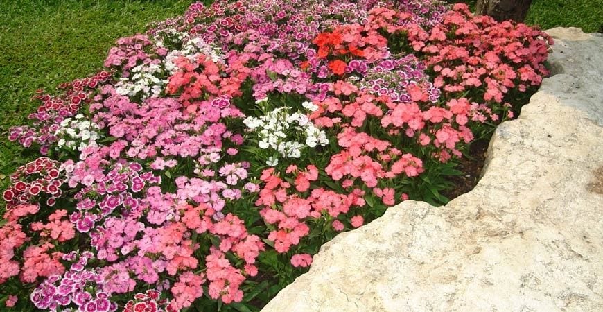 Gardens and Shrubbery